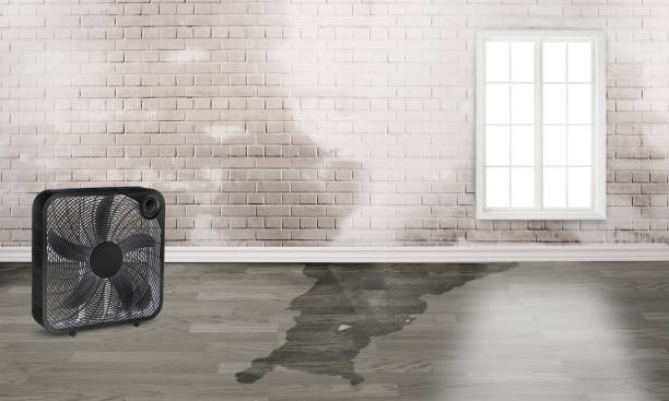 Best Mold removal after water damage  in Succasunna, NJ